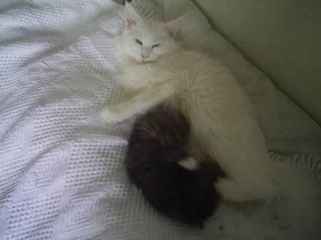 Maine Coon Kafra´s White Elista  - Jeg var en god hjælpe-mor til Mollys killinger... billede 5