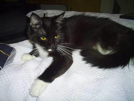 Maine Coon Molly - Jeg er ligeglad hvordan jeg ligger- bare jeg ligger på skødet af mor eller far *S* billede 1