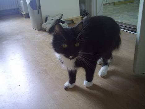 Maine Coon Molly - Hmm... SÅ forspist jeg er..  billede 3