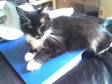 Maine Coon Molly - årh mapper og papirsager skal jeg bare ligge på.. billede 4