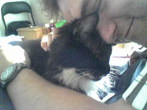 Maine Coon Molly - IIhh far- det er slem god at blive nusset med ;-) billede 5