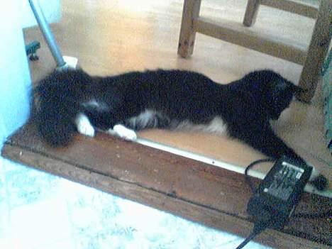 Maine Coon Molly - UUUhh ledninger- hvor heldig kan man være!*S* billede 6