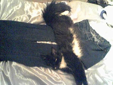 Maine Coon Molly - Hvor kan det altså bare være hårdt at være kat... billede 7