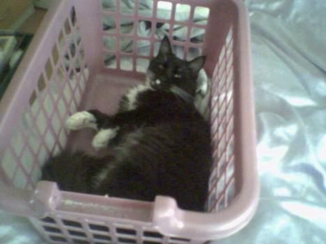 Maine Coon Molly - Hvad skal man bruge en hule til, når man har vasketøjskurven? billede 8