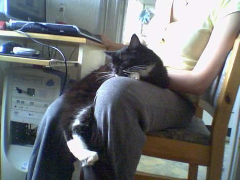 Maine Coon Molly - Hvis der er nogen der siger at  jeg er kælen-  så lyver de.. *G*  billede 9