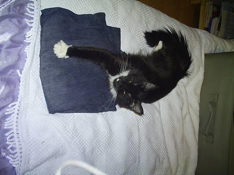 Maine Coon Molly - Alt hvad der ligger på sengen må man ligge på...  billede 10