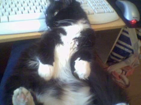 Maine Coon Molly - Årh nus mig lige lidt på maven, gider du? billede 11