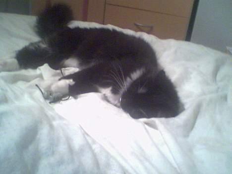 Maine Coon Molly - Jeg er bare så træt!!! billede 12