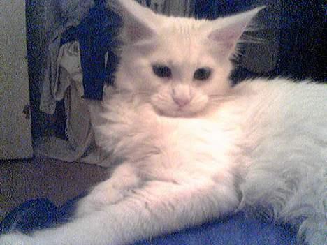 Maine Coon Kafra´s White Elista  - Hvad er det for et lys?? billede 6