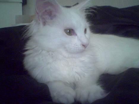 Maine Coon Kafra´s White Elista  - Gaaab.. det er livet at ligge her på fars og mors seng... billede 7