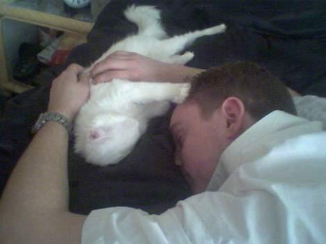 Maine Coon Kafra´s White Elista  - Far er god at putte med... *S* billede 8