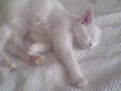 Maine Coon Kafra´s White Elista  - Det er dælme godt nok hårdt at jagte fluer. billede 9