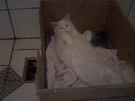 Maine Coon Kafra´s White Elista  - Da Molly skulle føde, var det mig der sys bedst om fødekassen.. :-) billede 10