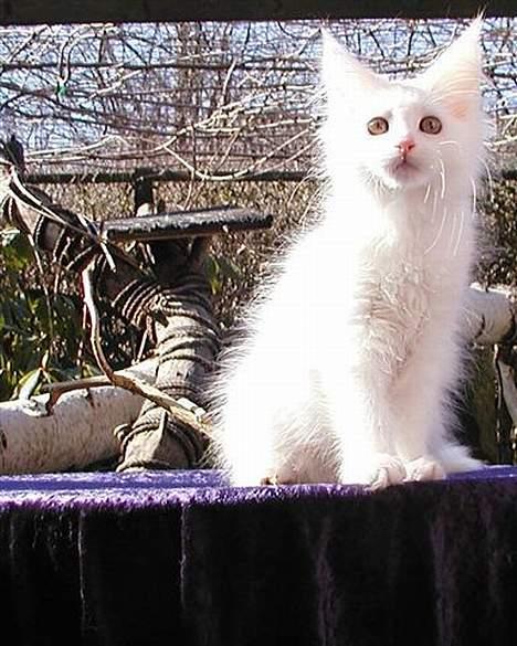 Maine Coon Kafra´s White Elista  - Så lille og smuk har jeg været engang... billede 11