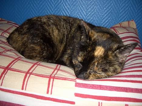 Huskat Susi billede 11