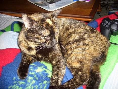 Huskat Susi billede 12