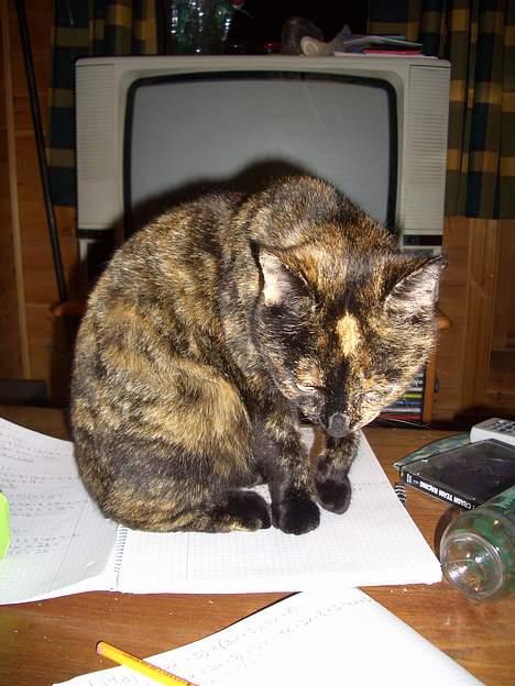 Huskat Susi billede 13