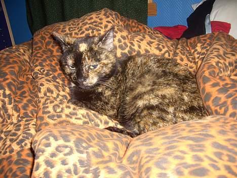 Huskat Susi billede 14