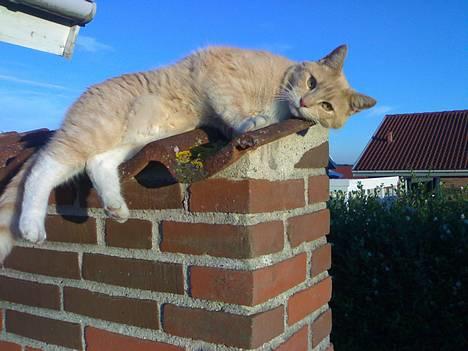 Blanding af racer Valle (er her ikke mere) - Mig - kan man da ikke stå for, vel ??? : ) billede 1