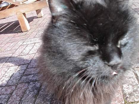 Blanding af racer Louis - Det er jo svært at tage billeder når katten hellere vil nusses!! billede 15