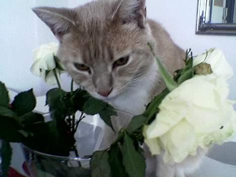 Blanding af racer Valle (er her ikke mere) - Valle er blevet lidt tørstig - og hvad er så bedre end blomstervand? : ) billede 2