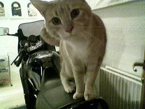 Blanding af racer Valle (er her ikke mere) - Hehe tager lige en tur på motorcyklen billede 3