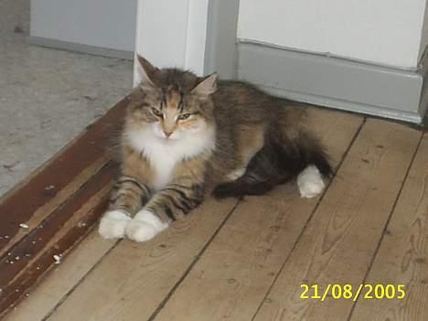 Norsk Skovkat My Joys Alberte - her er jeg så billede 11