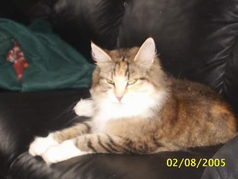 Norsk Skovkat My Joys Alberte - det er en god sofa billede 12