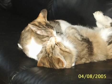 Norsk Skovkat My Joys Alberte - se vi leger billede 13