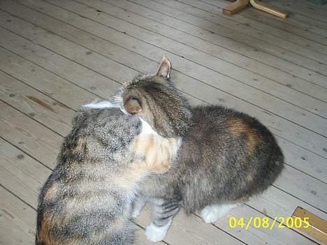 Norsk Skovkat My Joys Alberte - trunte og alberte billede 14