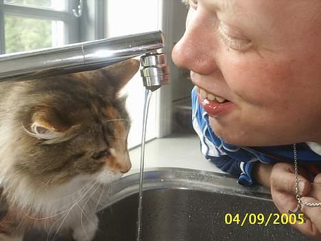 Norsk Skovkat My Joys Alberte - far og alberte drikker vand billede 15