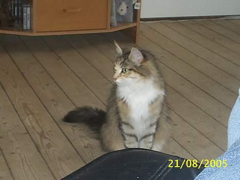 Norsk Skovkat My Joys Alberte billede 16