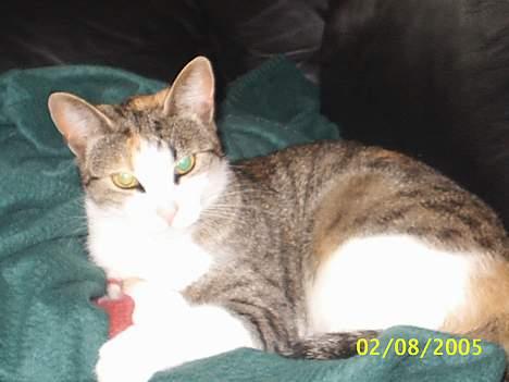 Blanding af racer Trunte billede 11