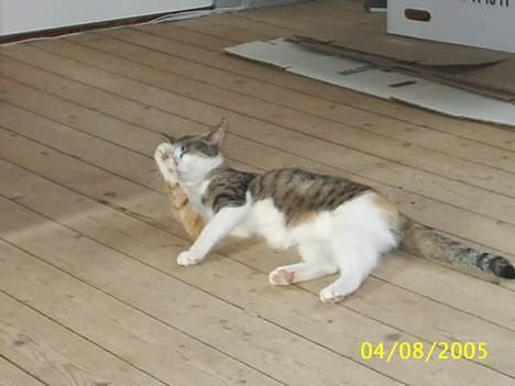 Blanding af racer Trunte billede 12