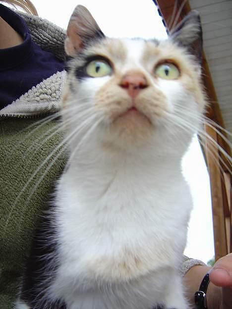 Huskat Pernille billede 11