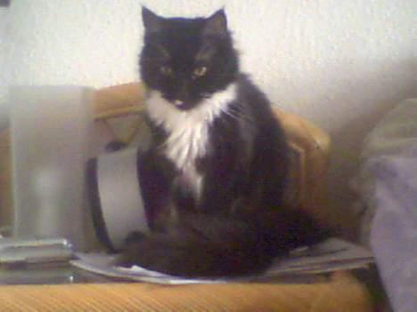 Maine Coon Molly - Jeg kan også sidde stille og se flot ud... :-) billede 13