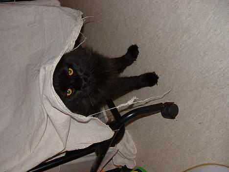 Maine Coon Dark Knight - jeg gemmer mig bare for børnene billede 10