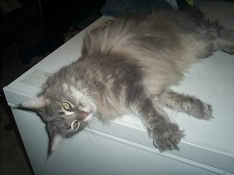 Maine Coon Eevee billede 9