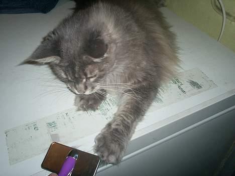 Maine Coon Eevee billede 10