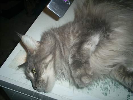 Maine Coon Eevee billede 11