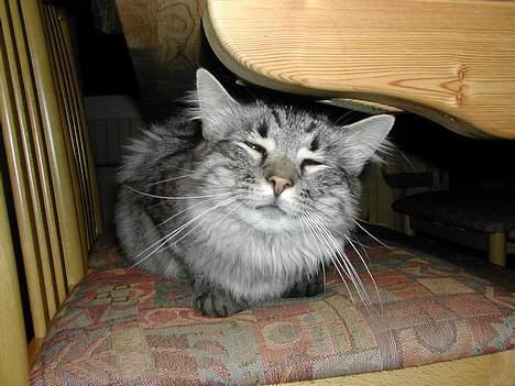 Blanding af racer Felix billede 8