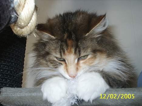 Norsk Skovkat My Joys Alberte billede 17