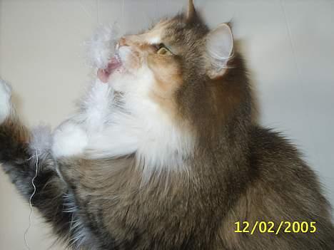 Norsk Skovkat My Joys Alberte billede 18