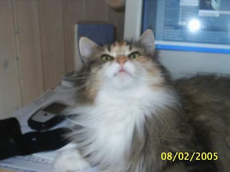 Norsk Skovkat My Joys Alberte billede 20