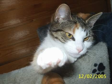 Blanding af racer Trunte billede 15