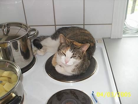 Blanding af racer Trunte billede 16