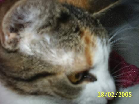 Blanding af racer Trunte billede 17