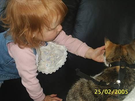 Blanding af racer Trunte billede 18