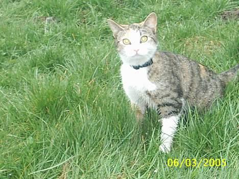 Blanding af racer Trunte billede 19