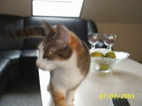 Blanding af racer Trunte billede 20